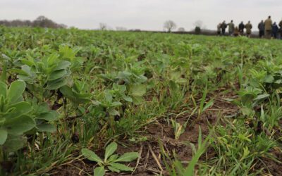 Summary of Cover Crop benefits
